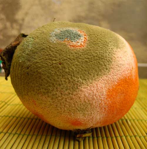 rottenorange.jpg